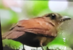 Rhytipterna holerythra