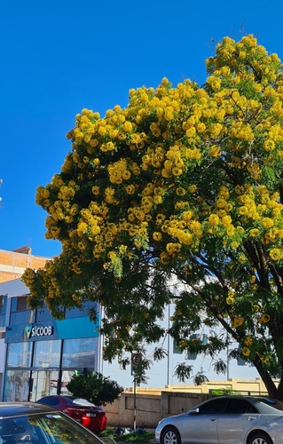 Cassia leptophylla