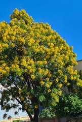 Cassia leptophylla