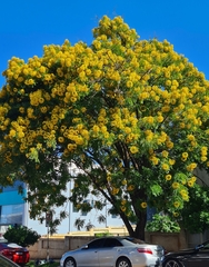 Cassia leptophylla