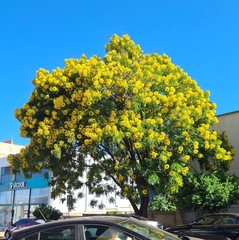 Cassia leptophylla