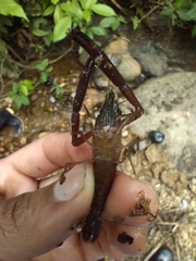 Macrobrachium brasiliense