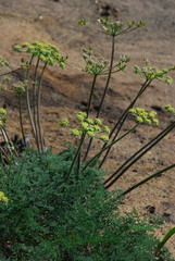 Lomatium dasycarpum dasycarpum
