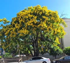 Cassia leptophylla