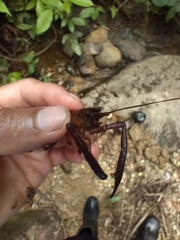 Macrobrachium brasiliense