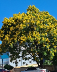 Cassia leptophylla