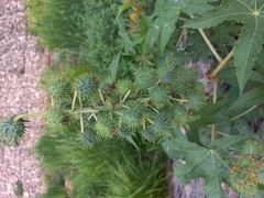 Ricinus communis