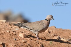 Streptopelia roseogrisea