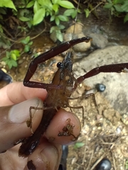 Macrobrachium brasiliense