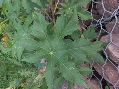 Ricinus communis