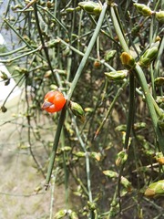 Ephedra triandra