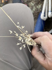 Polemonium micranthum