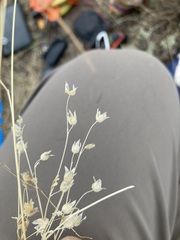 Polemonium micranthum