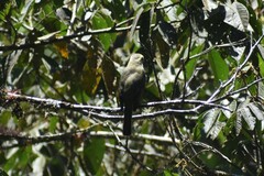 Tyrannidae