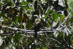 Tyrannidae
