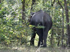 Elephas maximus indicus
