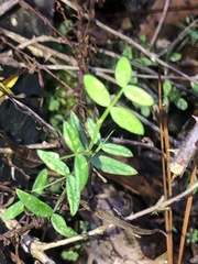 Vicia sativa