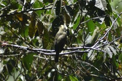 Tyrannidae
