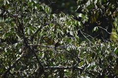 Tyrannidae