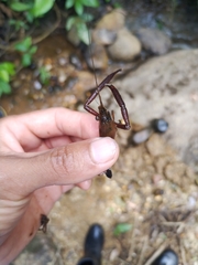 Macrobrachium brasiliense