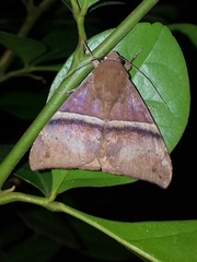 Ophisma