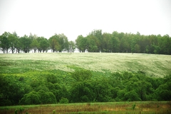 Stipa pennata