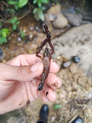 Macrobrachium brasiliense