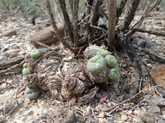 Lophophora williamsii