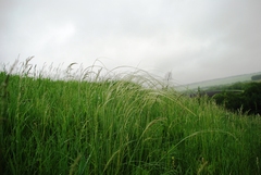 Stipa pennata