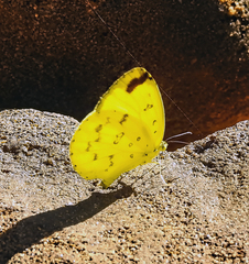 Eurema senegalensis