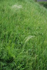 Stipa pennata