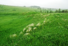 Stipa pennata