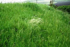 Stipa pennata