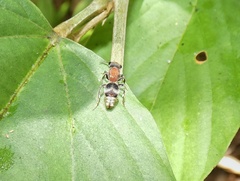 Pseudomethoca hansoni