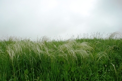 Stipa pennata