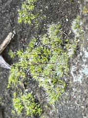 Tortula muralis muralis