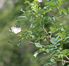 Rosa nutkana macdougalii