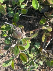 Cotoneaster simonsii