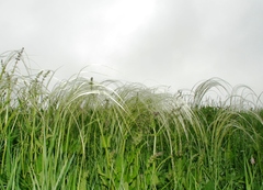 Stipa pennata