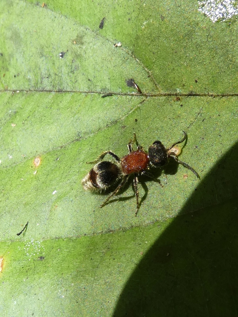 Pseudomethoca hansoni