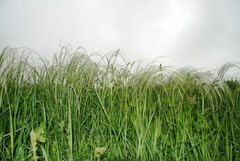 Stipa pennata