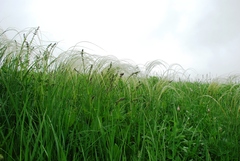 Stipa pennata