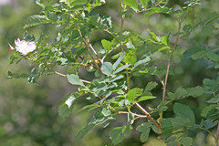Rosa nutkana macdougalii