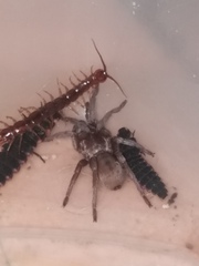 Ischnocolus valentinus