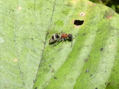 Pseudomethoca hansoni