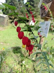 Callianthe megapotamica