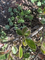 Cotoneaster simonsii