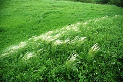 Stipa pennata