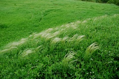 Stipa pennata