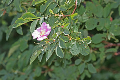 Rosa nutkana macdougalii